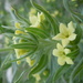 Lithospermum ruderale - Photo (c) Matt Lavin,  זכויות יוצרים חלקיות (CC BY-SA)