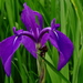 Irises and Allies - Photo (c) harum.koh, some rights reserved (CC BY-NC-SA), uploaded by harum.koh