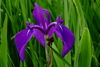 Irises and Allies - Photo (c) harum.koh, some rights reserved (CC BY-NC-SA), uploaded by harum.koh