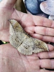 Copaxa multifenestrata