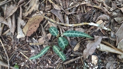 Gardneria multiflora