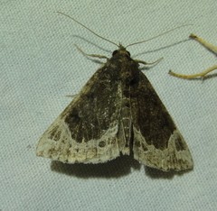 Hypena abalienalis