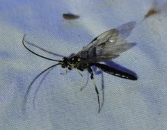 Cratichneumon sublatus