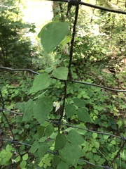 Arachis hypogaea