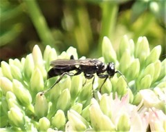 Lyroda