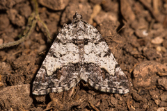 Macaria graphidaria