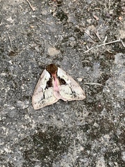 Dirphiopsis multicolor