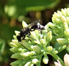 Lyroda
