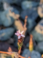Lessingia micradenia micradenia