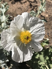 Argemone munita