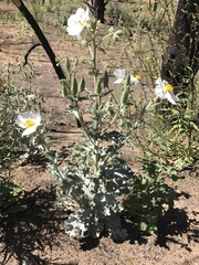 Argemone munita