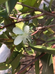 Eugenia brasiliensis