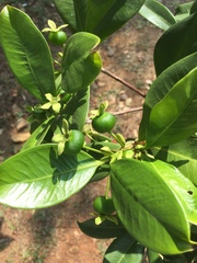 Eugenia brasiliensis