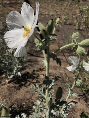 Argemone munita