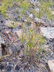 Cleistogenes kitagawae