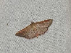 Banisia
