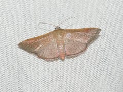Banisia