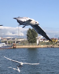 Chroicocephalus ridibundus