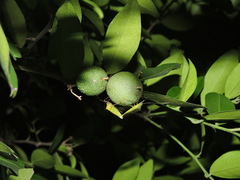Dasynini