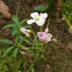 Cardamine nuttallii