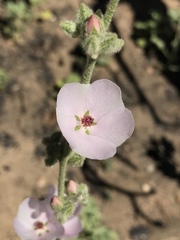 Malacothamnus orbiculatus