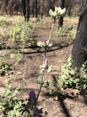 Malacothamnus orbiculatus