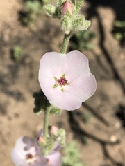 Malacothamnus orbiculatus