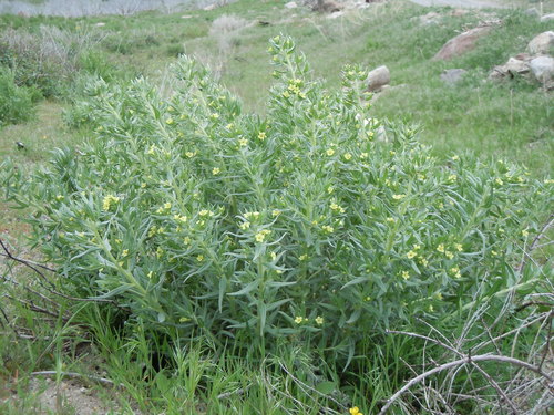 western stoneseed