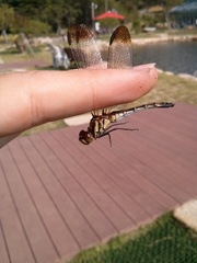 Sympetrum infuscatum