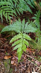 Dryopteris formosana