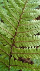 Dryopteris formosana