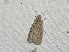 Sommeria hearseyana