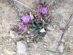 Rhinotropis californica