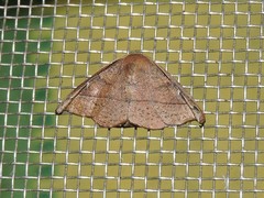 Neoreta castanea