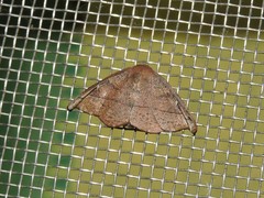 Neoreta castanea