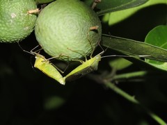 Dasynini