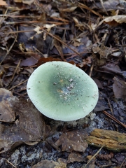 Russula subgraminicolor