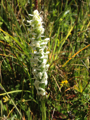 Platanthera dilatata leucostachys