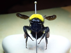 Bombus transversalis