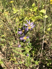 Eurybia hemispherica