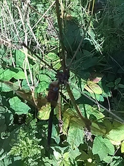 Aeshna grandis