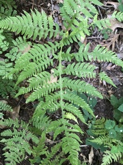Phegopteris