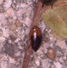 Hydrocanthus atripennis