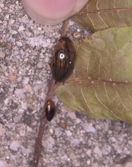 Hydrocanthus atripennis