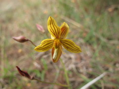 Cyanella lutea lutea
