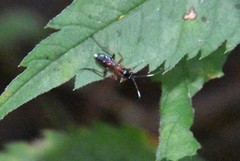 Linycus exhortator thoracicus