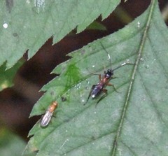 Linycus exhortator thoracicus