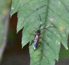 Linycus exhortator thoracicus