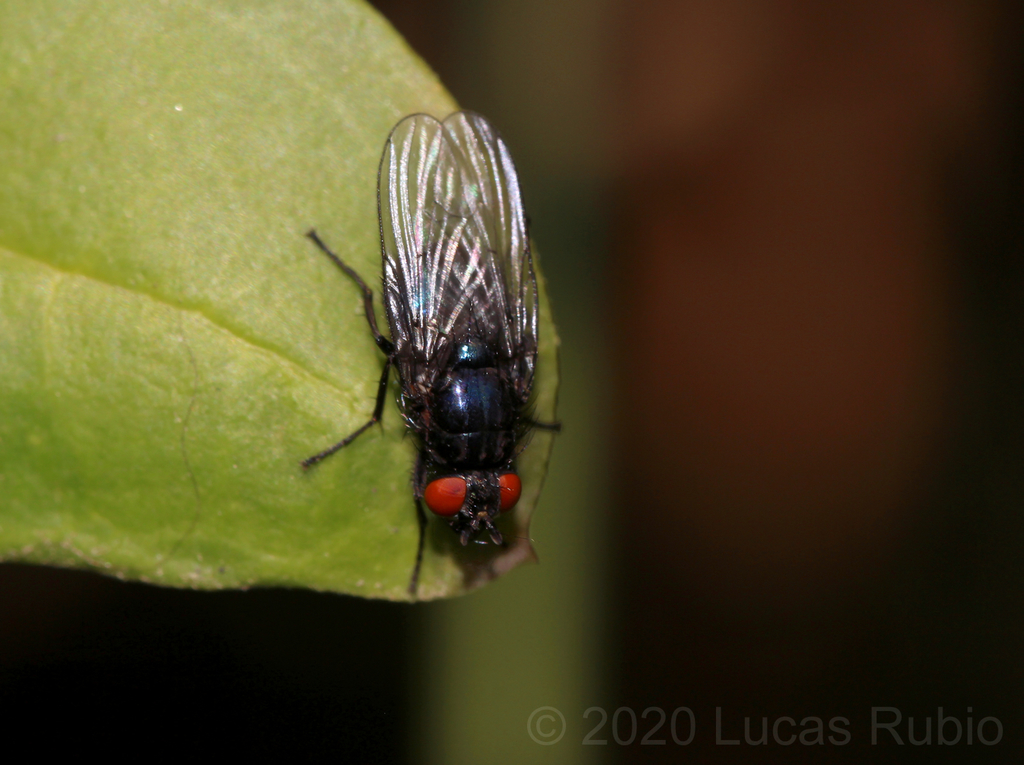 Psilochaeta chalybea