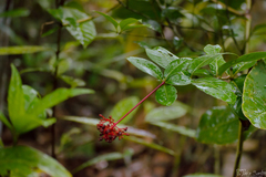 Palicourea corymbifera